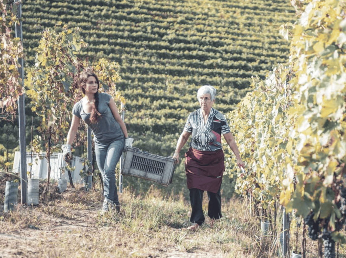 Siefert vine