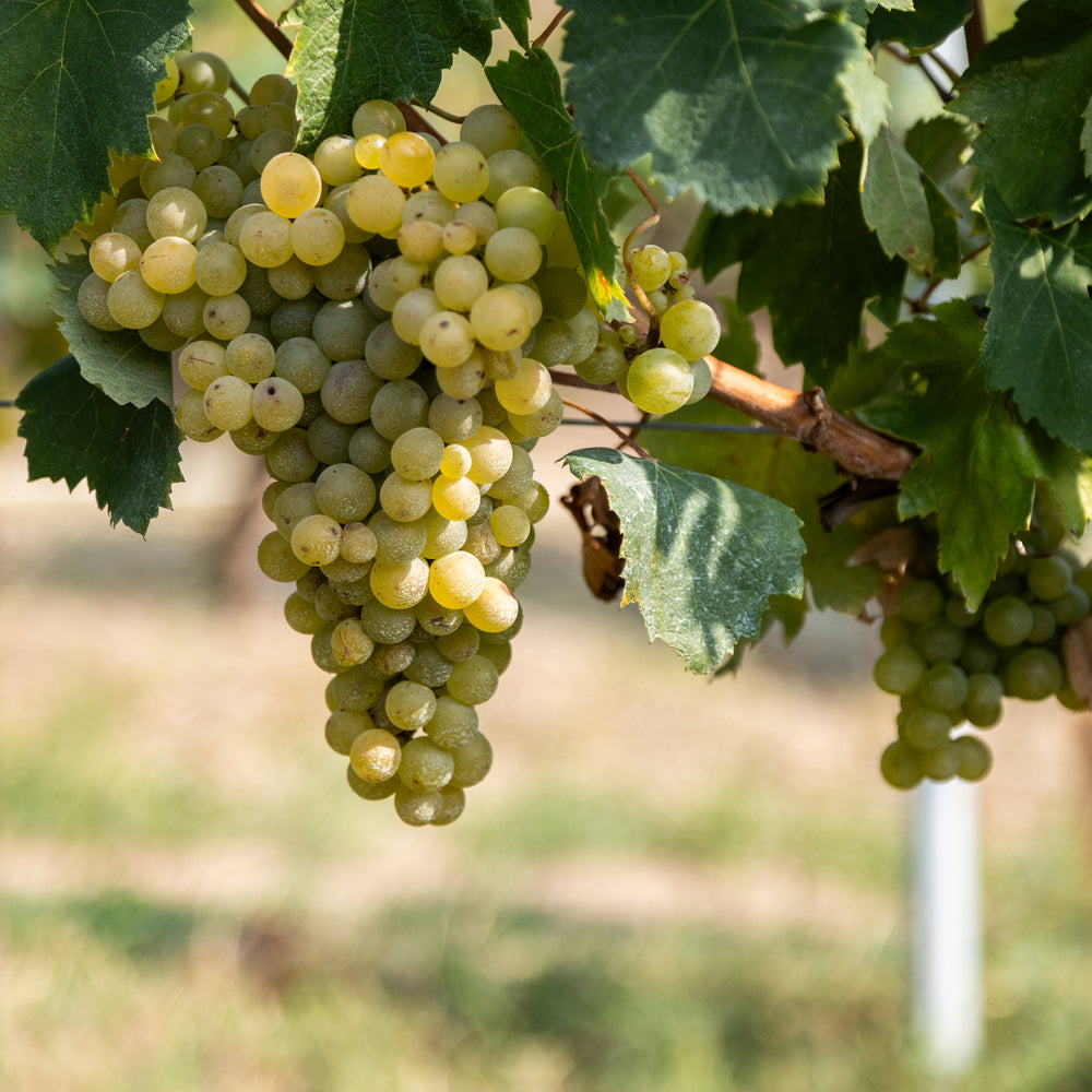 Siefert vine
