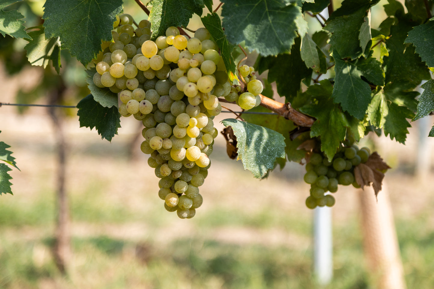 Siefert vine