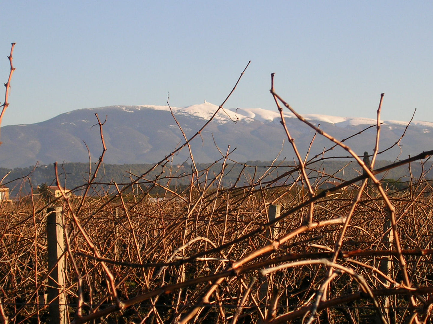Siefert vine